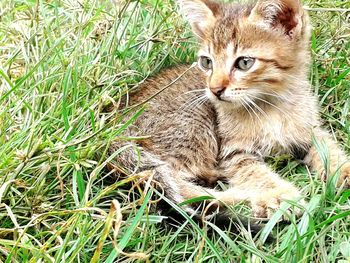 Portrait of ginger cat on grass