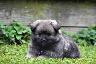 Portrait of puppy on field