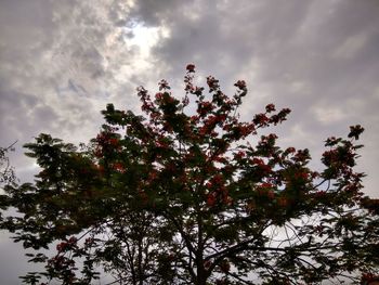 Low angle view of tree against sky