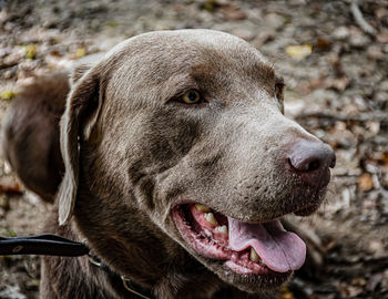 Close-up of dog looking away