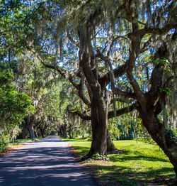 Road amidst trees in park