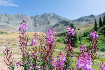 Purple flowering plants with mountains in the background against sky