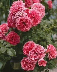 Close-up of pink roses