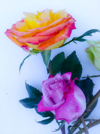 Close-up of multi colored rose