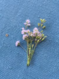 High angle view of pink flowering plant