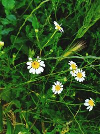 High angle view of white flowering plants on field