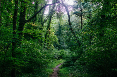 Trees in forest