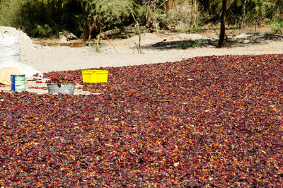 Dry leaves drying on tree