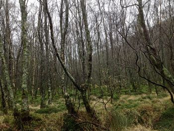 Scenic view of forest