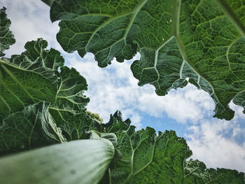 Close-up of fresh green leaves against sky