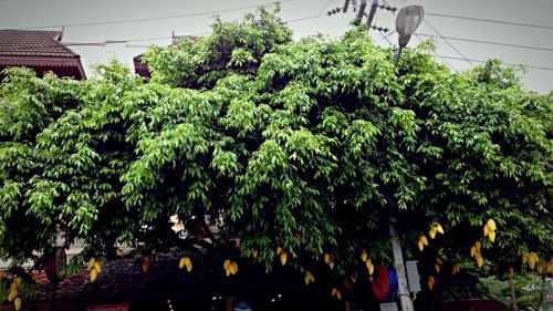 Plants growing on tree trunk