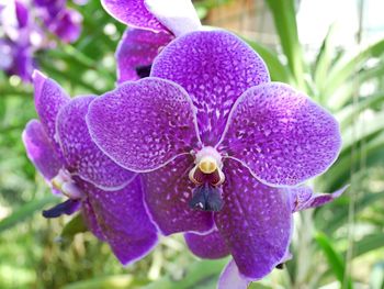 Close-up of purple flowers blooming outdoors