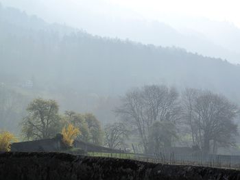 Trees and houses against sky during foggy weather