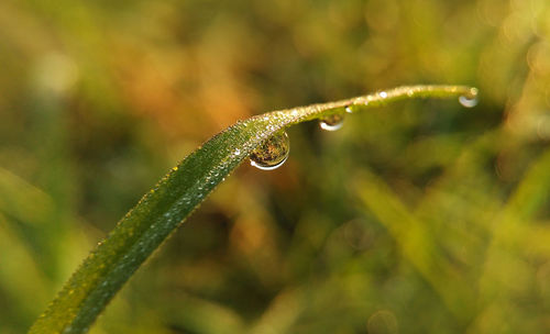 Close-up of water drops on grass