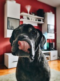 Portrait of black dog at home