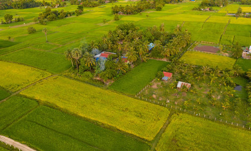 High angle view of agricultural field