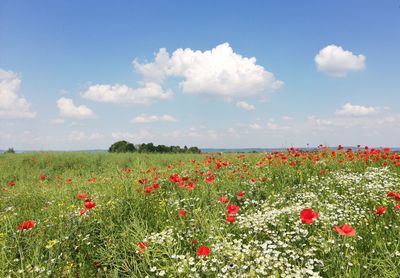 Red poppies on field against sky