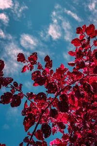 Low angle view of red flowering tree against sky