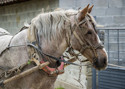 Horses in a horse