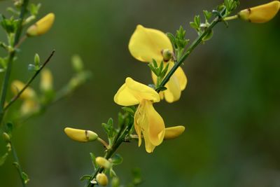 Close-up of yellow flowering plant