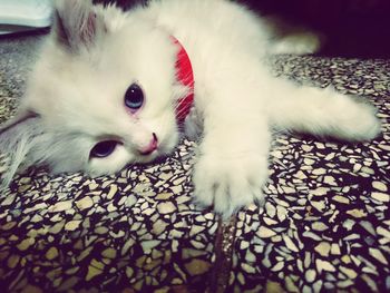 Close-up portrait of white kitten