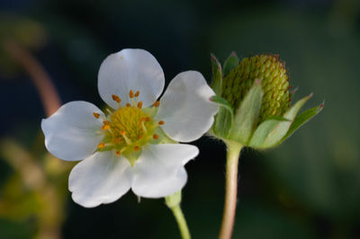 Close-up of white flowering plant