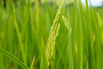 Close-up of wheat growing on field
