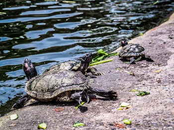 View of turtle in lake