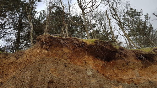 Low angle view of trees growing in forest