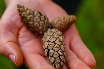 Close-up of hand holding pine cones outdoors