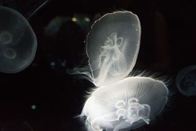 Close-up of jellyfish swimming in sea