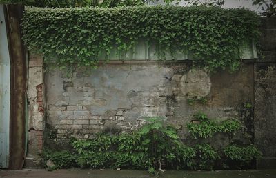 Ivy growing on wall