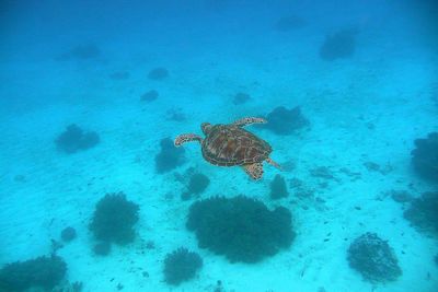 High angle view of turtle swimming in sea