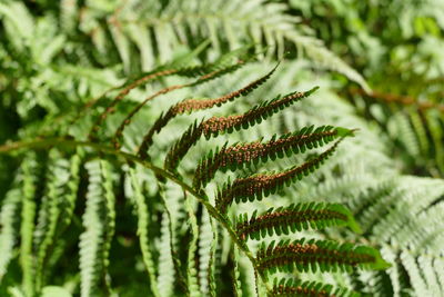 Close-up of fern