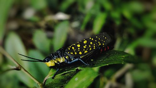 Close-up of butterfly on leaf