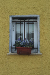 Potted plant against yellow wall of building