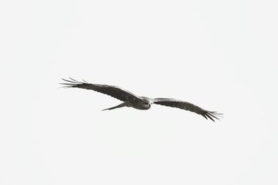 Low angle view of birds flying in sky