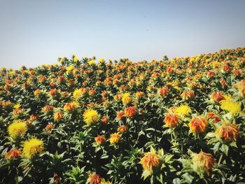 Close-up of yellow flowers blooming in field against clear sky