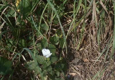 plant