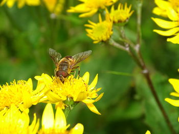 Close-up of butterfly pollinating on yellow flower