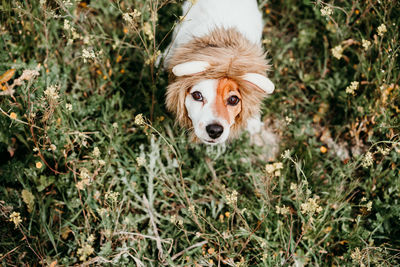 Portrait of dog standing on field