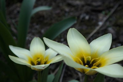 Close-up of white flower