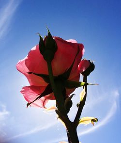 Close-up of flowers against clear sky