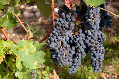 Close-up of grapes