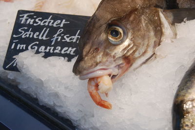 Fish market germany