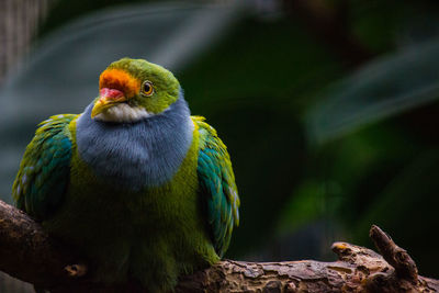 Close-up of bird perching on branch