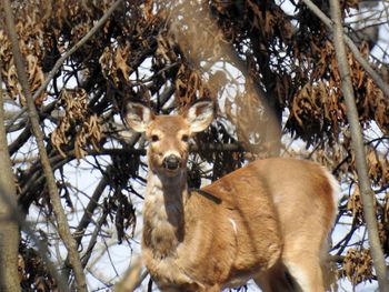 Portrait of deer