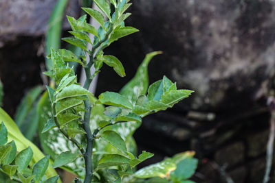 High angle view of plant growing on field