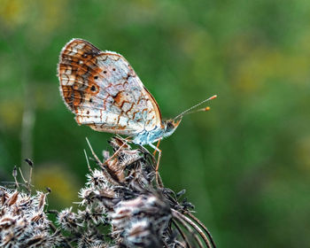 Close-up of butterfly on flower