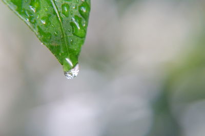 Close-up of raindrops on leaves